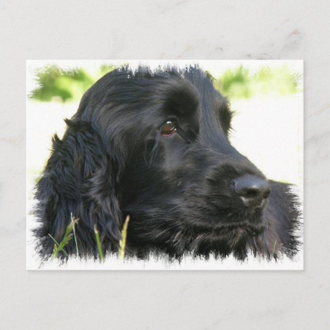Black Cocker Spain Hund Postcard Vykort (Framsida)