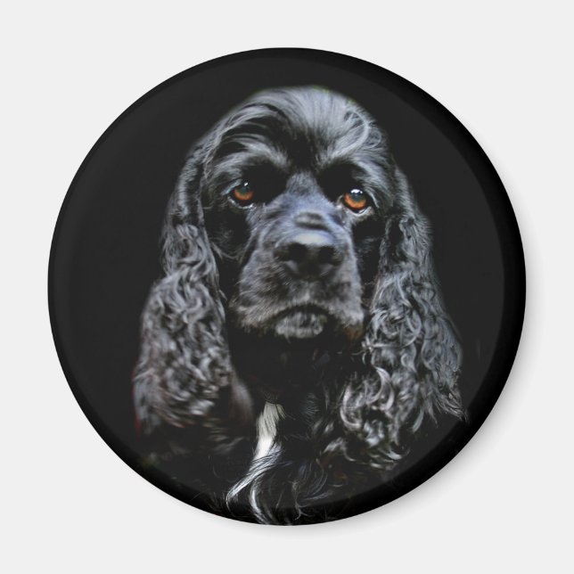Black Cocker Spain Magnet (Framsidan)