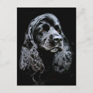 Black Cocker Spain Vykort