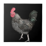 Black Cockerel nr 4 Kakelplatta<br><div class="desc">Den keramiska plattan har mitt fotografi av en fantastisk cockerel, som är avhängig av ett vackert, svart plumage och röd krona. Jag snubblade över denna vackra varelse i ställe av en motorvägstjänst i station-parkeringen. Det fanns flera andra cockereler runt omkring det, uppenbarligen ganska hemma i deras olämpliga omgivning. Det var...</div>