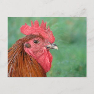 Black Copper Maran Tupp Vykort