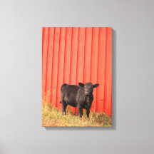 Black Cow Red Barn