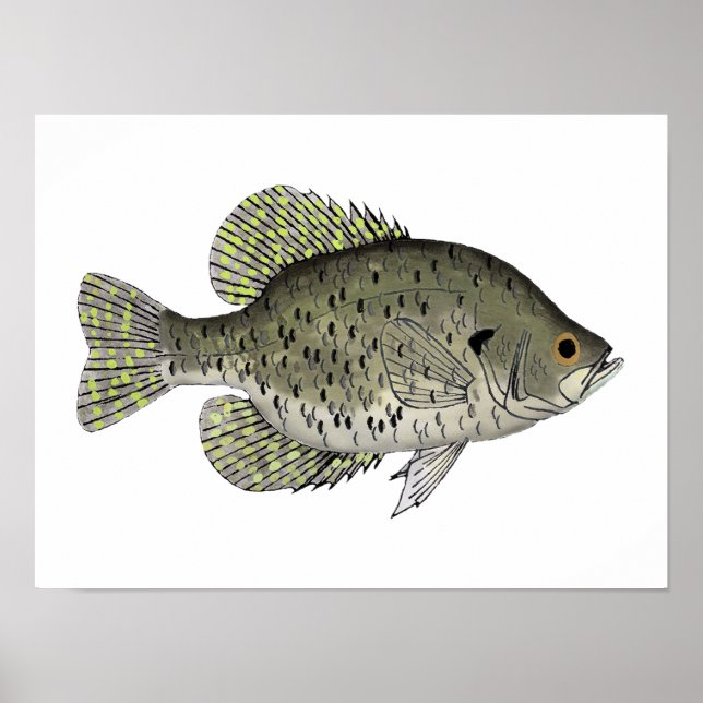 Black Crappie Poster (Framsidan)