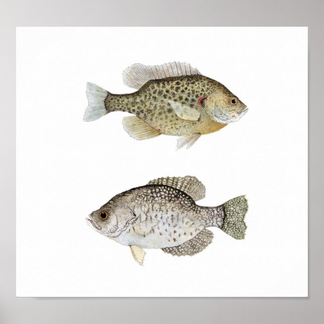 Black Crappie & Remet Sunfish Poster (Framsidan)