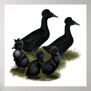 Black Crested Anka Family Poster