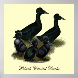 Black Crested Anka Family Poster