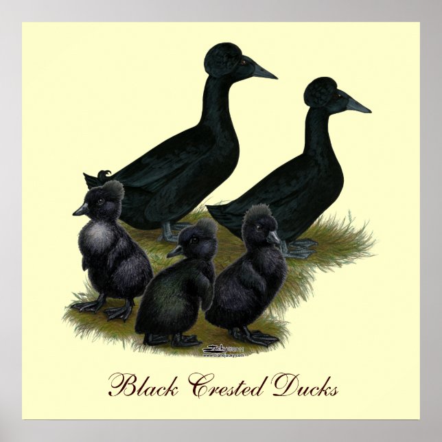Black Crested Anka Family Poster (Framsidan)