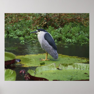 Black Crowned Night Heron Poster