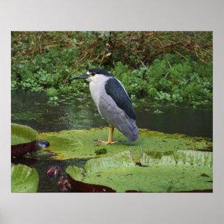 Black Crowned Night Heron Poster
