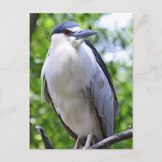Black-Crowned Night-Heron Vykort (Framsida)