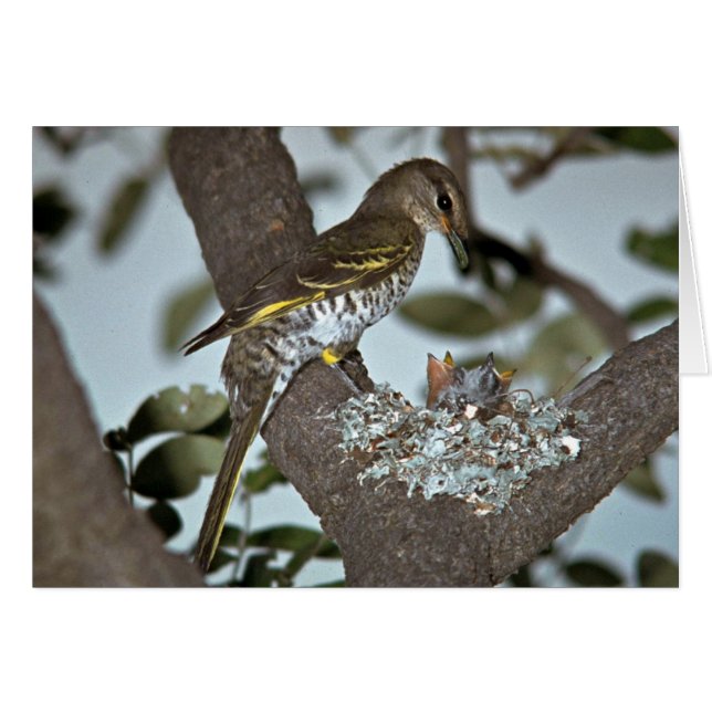 Black Cuckoo Shrike Hälsningskort (Framsidan Horizontal)