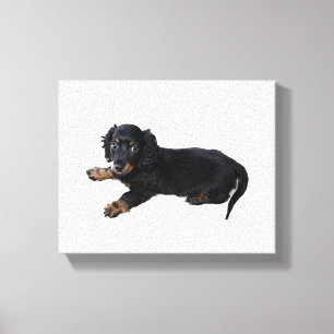 Black Dachshund Cocker Spain Puppy Photograph Canvastryck