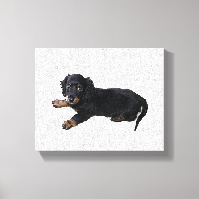 Black Dachshund Cocker Spain Puppy Photograph Canvastryck (Framsida)