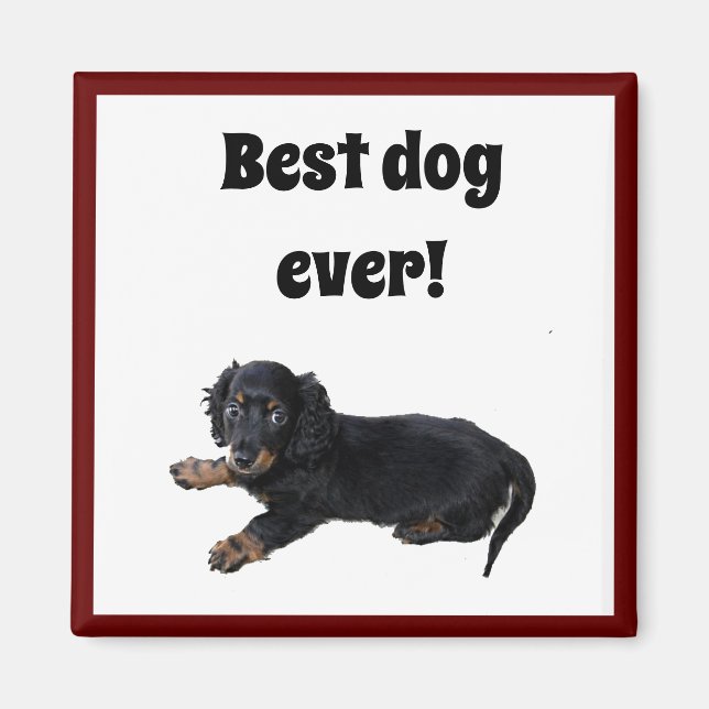 Black Dachshund Cocker Spain Puppy Photograph Magnet (Framsidan)