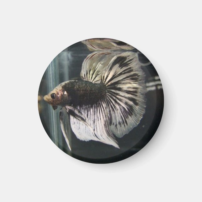 Black Dalmatian Magnet (Framsidan)