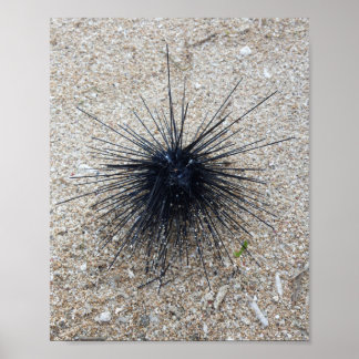Black Diadem sea urchin i närheten av sandstranden Poster