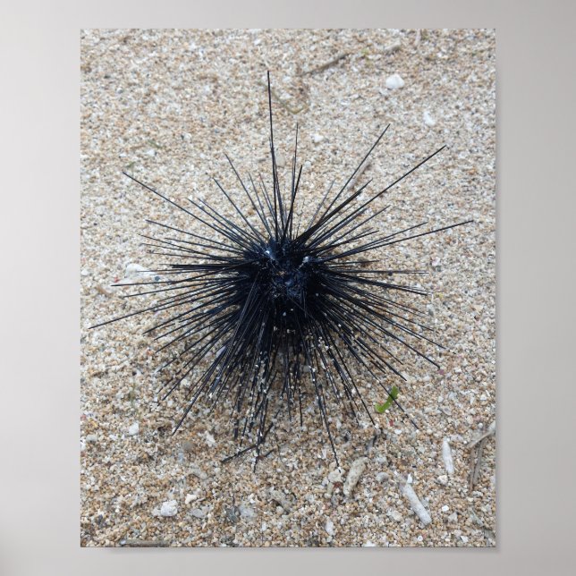Black Diadem sea urchin i närheten av sandstranden Poster (Framsidan)