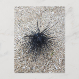 Black Diadem sea urchin i närheten av sandstranden Vykort