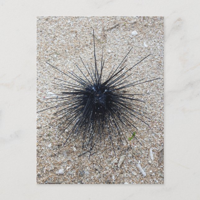 Black Diadem sea urchin i närheten av sandstranden Vykort (Framsida)
