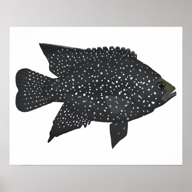 Black Diamond Cichlid Poster (Framsidan)