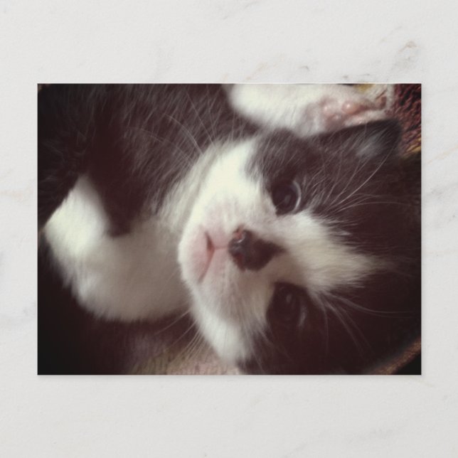 Black Diamond Nose CUTE Kattunge Vykort (Framsida)