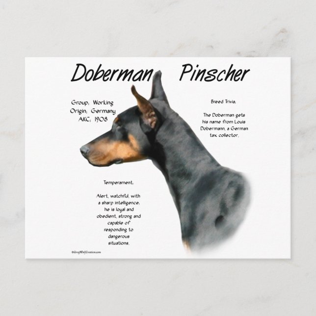 Black Doberman Pinscher History Vykort (Framsida)