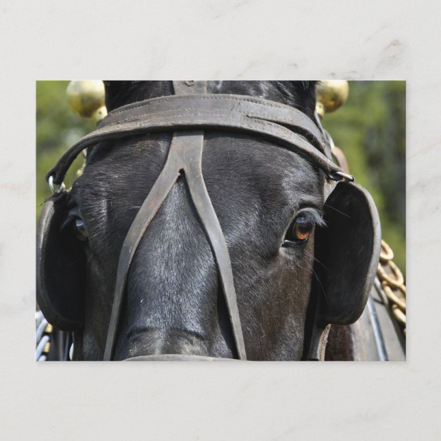 Black Draft Horse-vykort Vykort (Framsida)