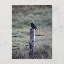 BLACK DRONGO PÅ POST RURAL QUEENSLAND AUSTRALIA VYKORT