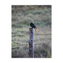 BLACK DRONGO PÅ POST RURAL QUEENSLAND AUSTRALIA