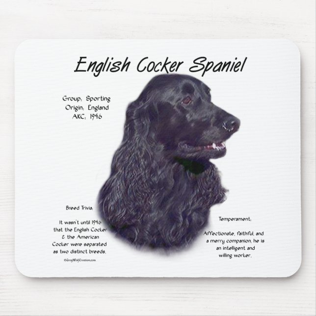 Black English Cocker Spain History Musmatta (Framsidan)