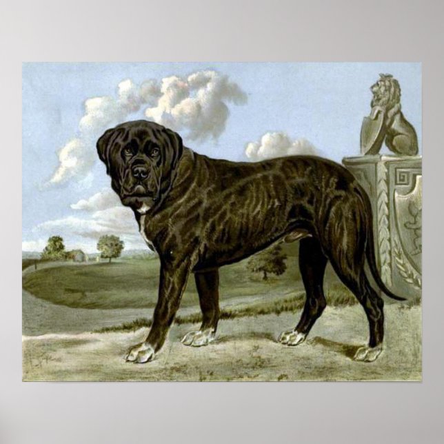 Black English Mastiff Poster (Framsidan)