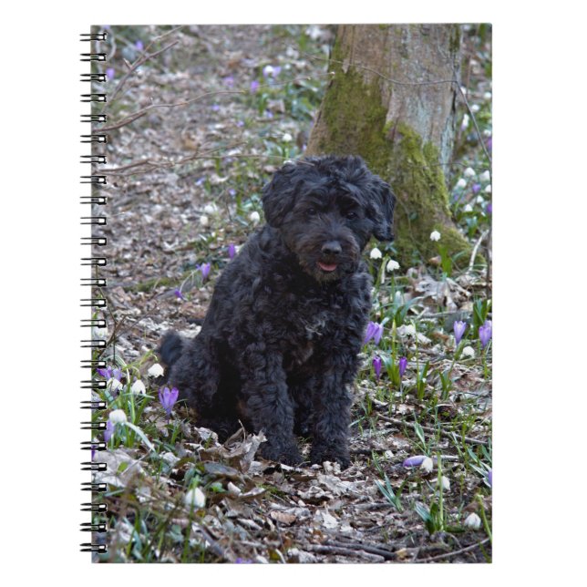 Black English Springer Spain Anteckningsbok (Framsidan)