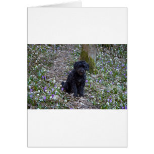 Black English Springer Spain Hälsningskort