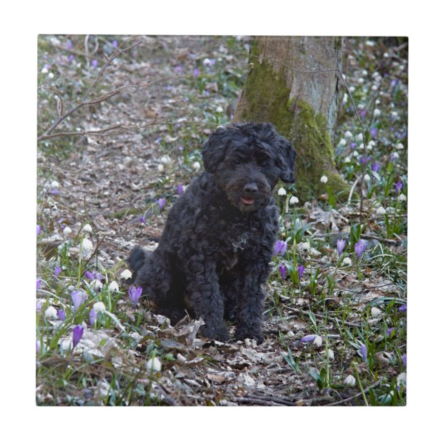 Black English Springer Spain Kakelplatta (Framsidan)