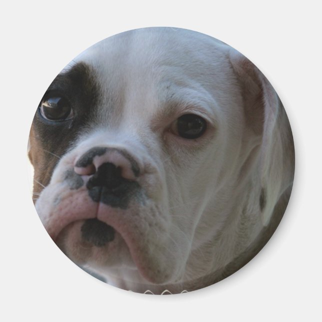 Black Eyed Boxer Hund Round Magnet (Framsidan)