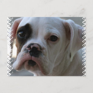 Black Eyed Boxer Hund-vykort Vykort