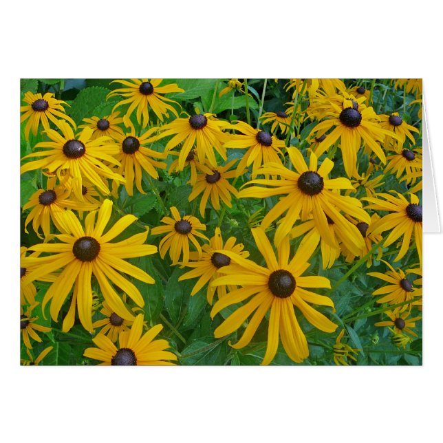 Black Eyed Brown Eyed Susan Photograph Hälsningskort (Framsidan Horizontal)