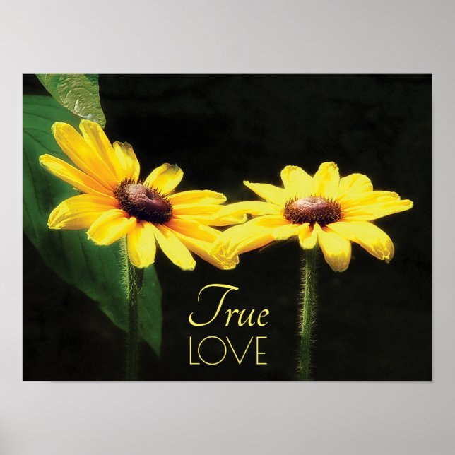 Black Eyed Susan Äkta kärlek Fine Art Poster (Framsidan)