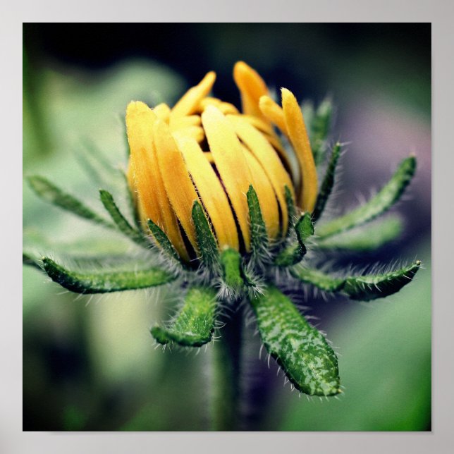 Black Eyed Susan Awakening Poster (Framsidan)