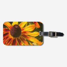 ’Black-Eyed Susan’