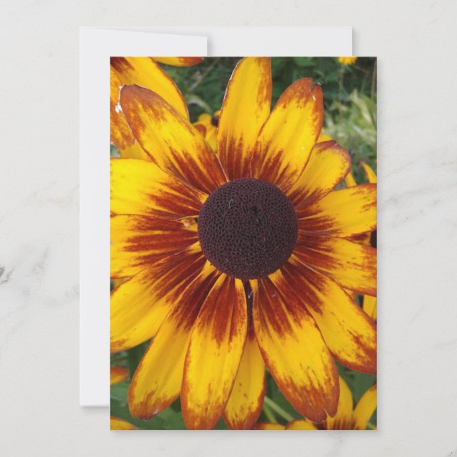 Black Eyed Susan Blank Flower Card (Framsida)