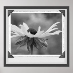 Black Eyed Susan Blommigt Black and White Print Poster