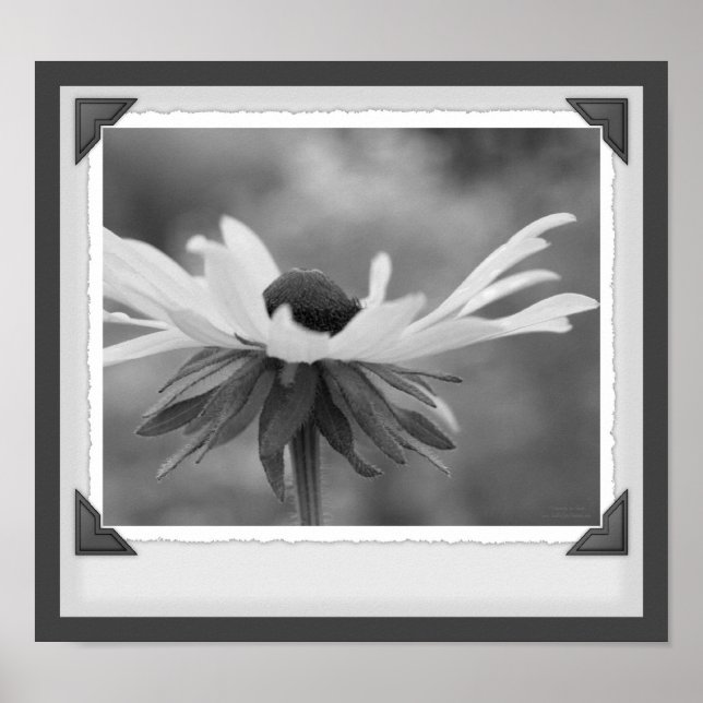 Black Eyed Susan Blommigt Black and White Print Poster (Framsidan)