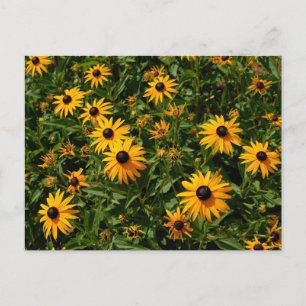 Black Eyed Susan blommor Vykort
