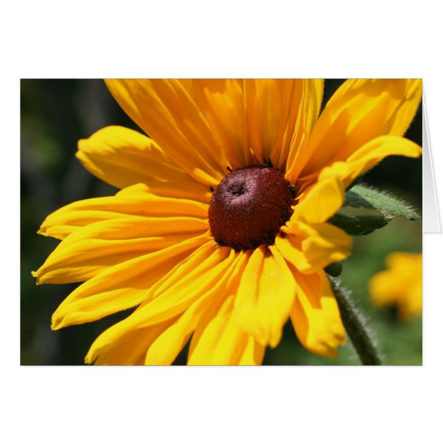 Black Eyed Susan Blomsterfotografi Card OBS Kort (Framsidan Horizontal)