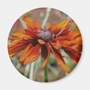 Black Eyed Susan Blomsterfotografi Magnet