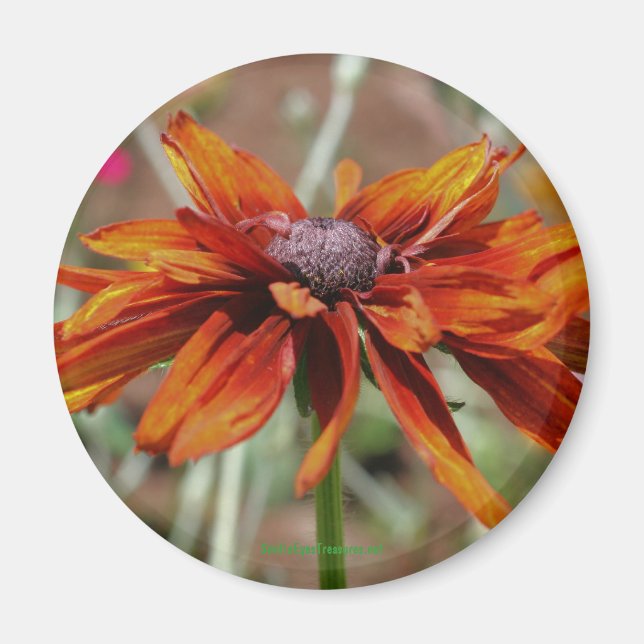 Black Eyed Susan Blomsterfotografi Magnet (Framsidan)