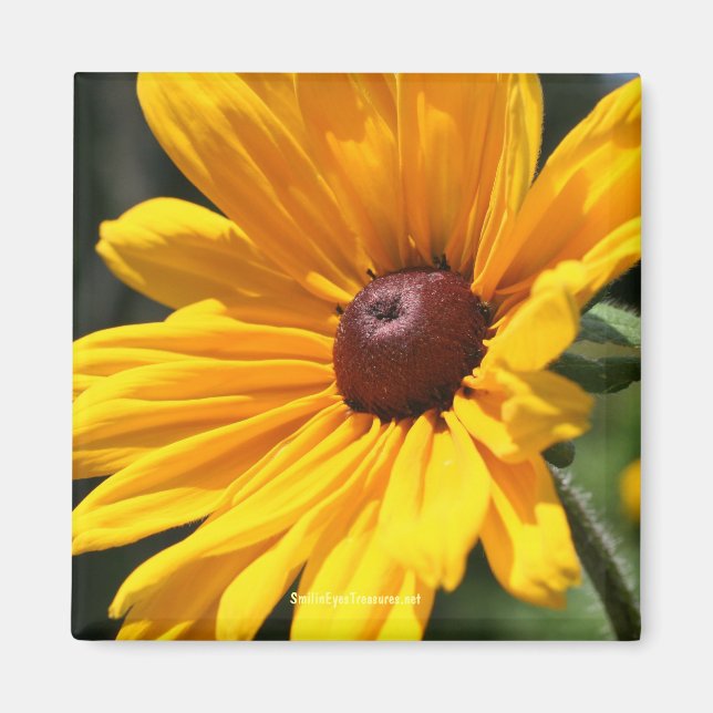 Black Eyed Susan Blomsterfotografi Magnet (Framsidan)