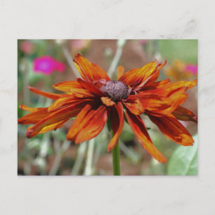 Black Eyed Susan Blomsterfotografi Postcard Vykort