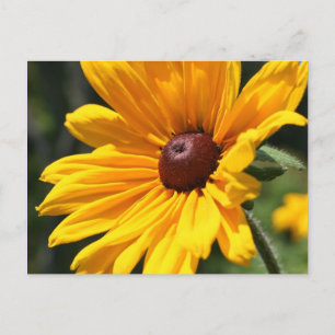 Black Eyed Susan Blomsterfotografi Postcard Vykort